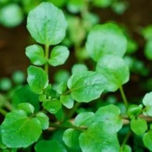 Salad Mix - Watercress - Locally Grown - Large
