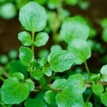 Salad  Mix - Watercress - Locally Grown - Regular
