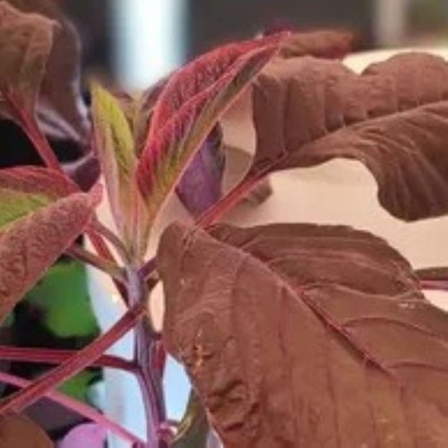 Salad Mix - Amaranth - Locally Grown - Regular