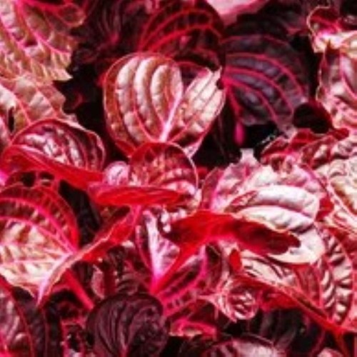 Amaranth - Locally Grown - per 100 g