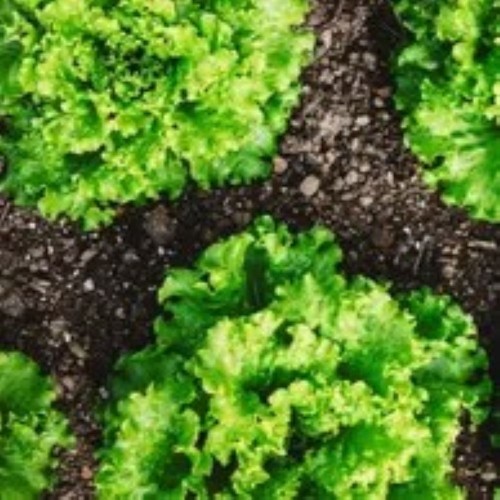 Lettuce - Prize Head - Locally Grown