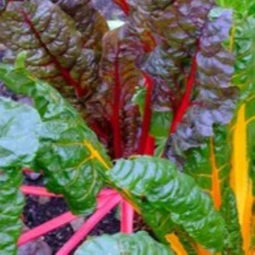 Swiss Chard - Locally Grown