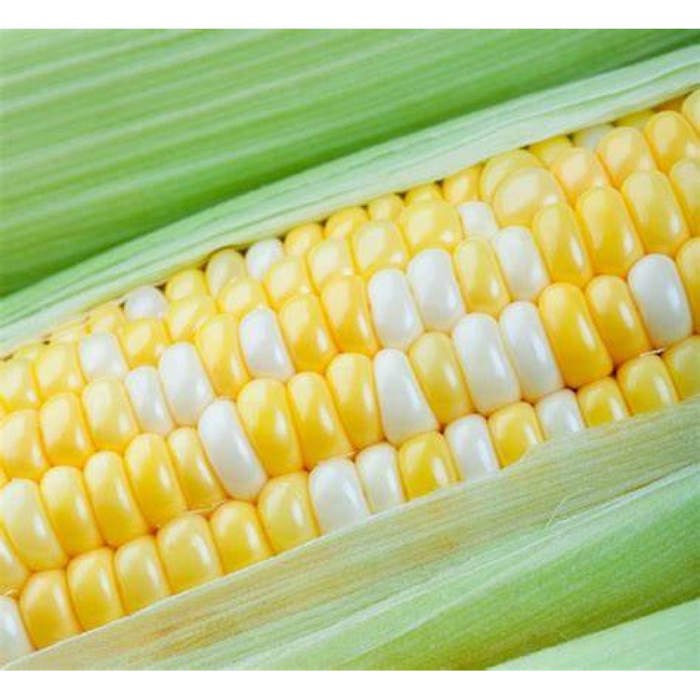 Sweet Corn - 6 cobs