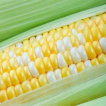 Sweet Corn - 6 cobs