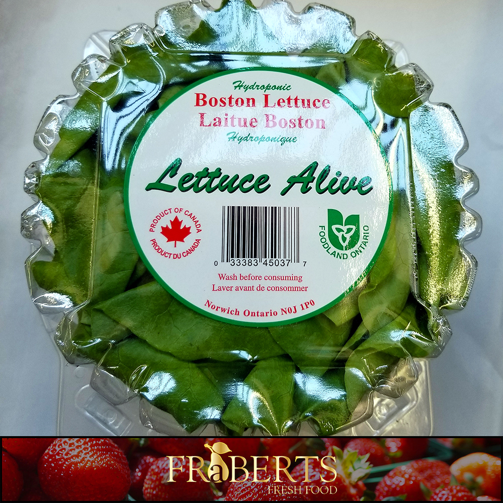 Lettuce - Boston